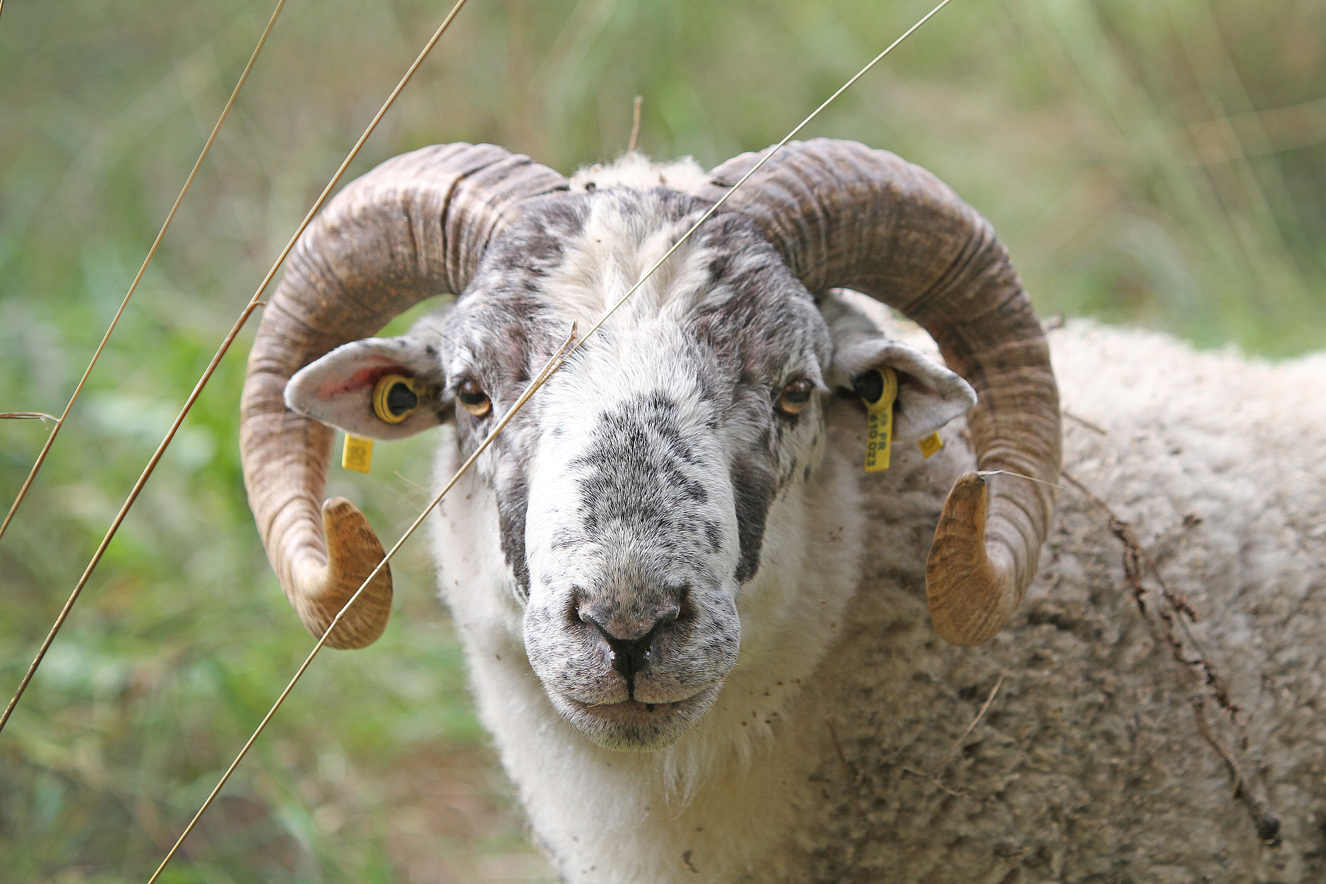 Agrandir l'image, .JPG 362Ko (fenêtre modale)